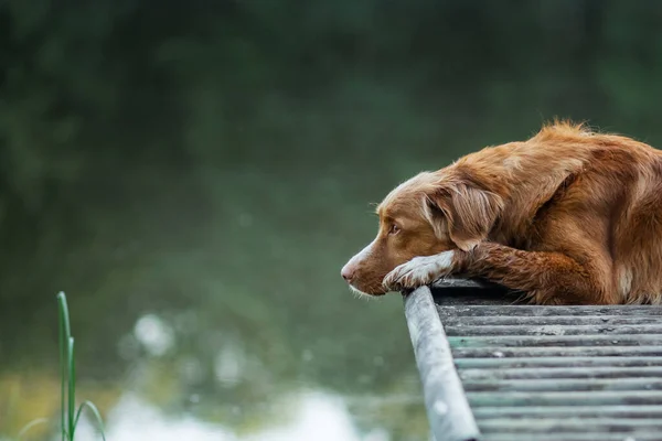 这只狗躺在湖边的一座木桥上.在水边宠物。宠物的本质 — 图库照片