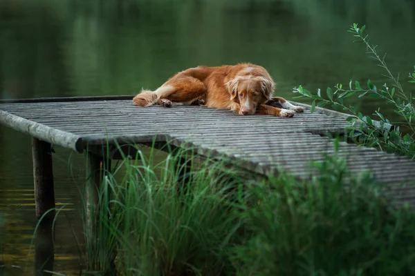 Le chien se trouve sur un pont en bois sur le lac. Animaux près de l'eau. Animaux de compagnie dans la nature — Photo