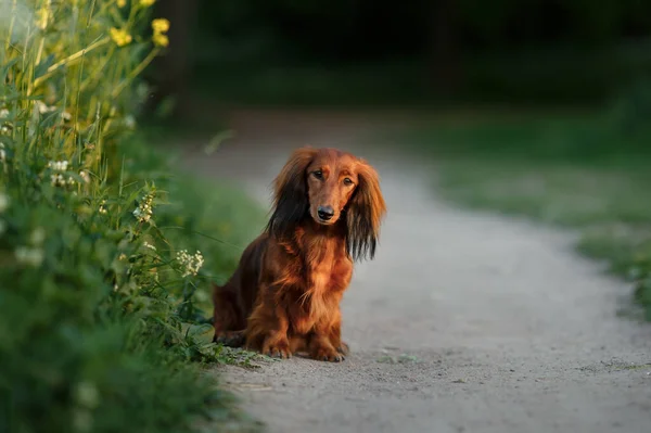 Pies na łonie natury w parku. Dachshund szczeniak. Pet na spacer — Zdjęcie stockowe