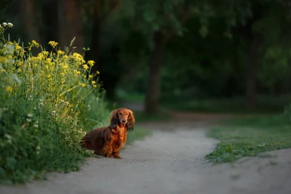 Cão na natureza no parque. Cachorrinho Dachshund. Pet para uma caminhada — Fotografia de Stock