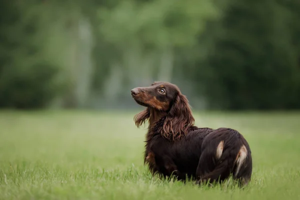 Perro en la naturaleza en el parque. Cachorro Dachshund. Mascota para un paseo — Foto de Stock