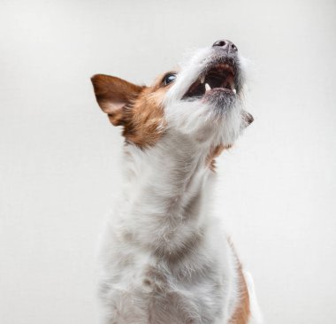 Köpeğin komik yüzü. Mutlu evcil hayvan yiyecek yakalar. Jack Russell Teriyeri 