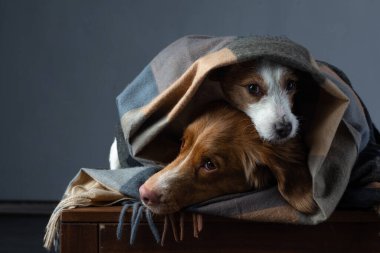 Bir eşarp içinde iki köpek. Nova Scotia Duck Tolling Retriever ve Jack Russell Terrier. Evcil hayvanlar evde