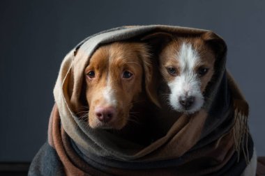 Bir eşarp içinde iki köpek. Nova Scotia Duck Tolling Retriever ve Jack Russell Terrier. Evcil hayvanlar evde