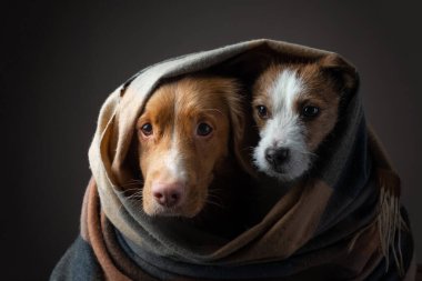 Bir eşarp içinde iki köpek. Nova Scotia Duck Tolling Retriever ve Jack Russell Terrier. Evcil hayvanlar evde