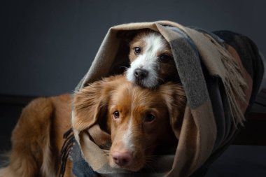 Bir eşarp içinde iki köpek. Nova Scotia Duck Tolling Retriever ve Jack Russell Terrier. Evcil hayvanlar evde