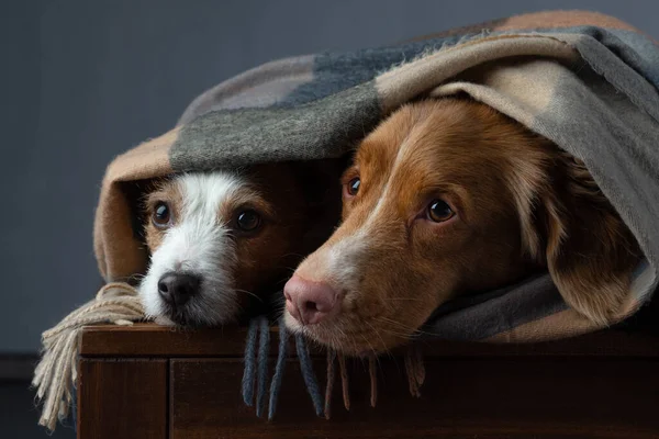 Deux chiens dans une écharpe. Nouvelle-Écosse Duck Tolling Retriever et Jack Russell Terrier. Animaux domestiques à la maison — Photo