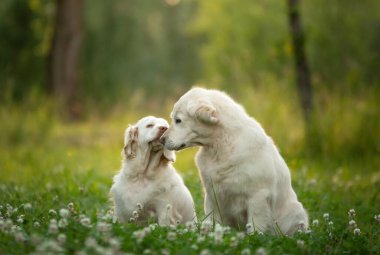 Parkta birlikte iki köpek. Golden Retriever ve Clumber Spaniel. Hayvanlar arasında aşk