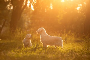 Parkta birlikte iki köpek. Golden Retriever ve Clumber Spaniel. Hayvanlar arasında aşk