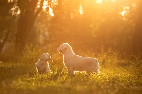 Zwei Hunde zusammen im Park. Golden Retriever und Clumber Spaniel. Liebe zwischen Haustieren — Stockfoto