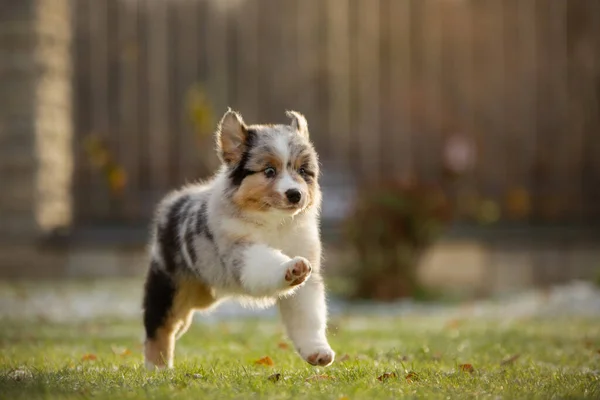 Chiot australien berger joue. Des jeux d'animaux. chien dans la cour sur l'herbe — Photo