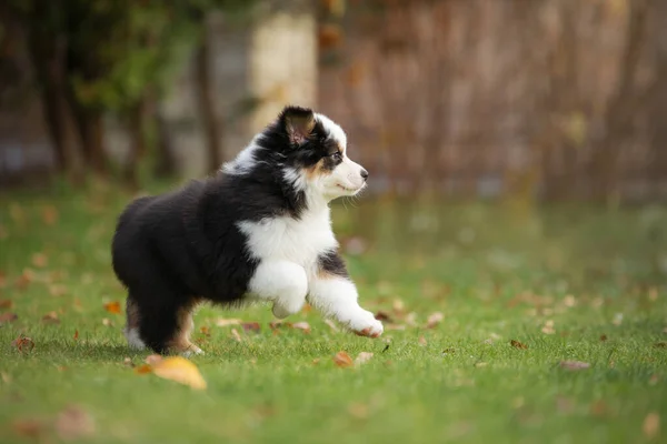 Puppy Australische herder speelt. Dierenspelletjes. hond in de tuin op het gras — Stockfoto