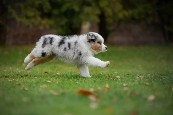 Filhote de cachorro pastor australiano joga. Brinca com animais. cão no quintal na grama — Fotografia de Stock