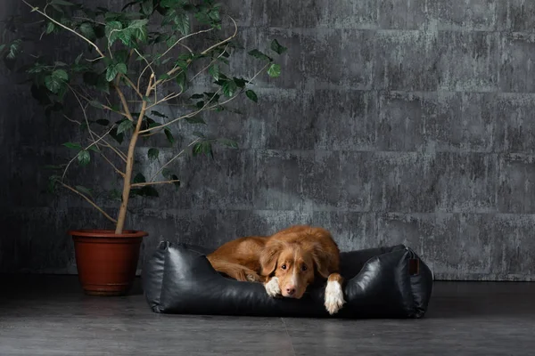 Kutya egy bőr kanapén egy padlástérben. Új-Skócia kacsa Tolling retriever van otthon a falon háttér. — Stock Fotó
