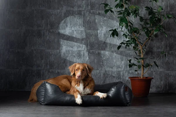 ロフトの革張りのソファに犬。ノバスコシアダックトロールレトリバーは壁の背景に家にあります. — ストック写真