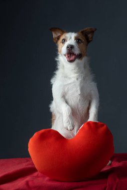 Pelüş kalpli bir köpek. Komik Jack Russell Terrier.