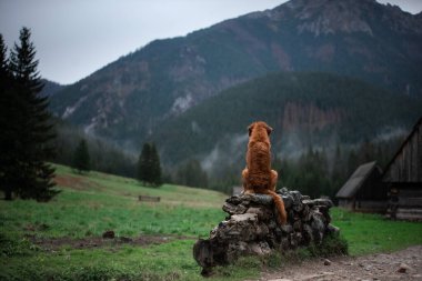 Bir köpekle yürüyüş. Nova Scotia Duck Tolling Retriever Dağlarda, vadide 