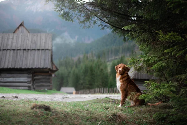 Caminhadas com um cão. Nova Escócia Duck Tolling Retriever nas montanhas, no vale — Fotografia de Stock