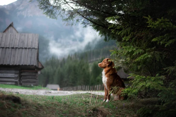 Túrázni egy kutyával. Új-Skócia kacsa Tolling retriever a hegyekben, a völgyben — Stock Fotó