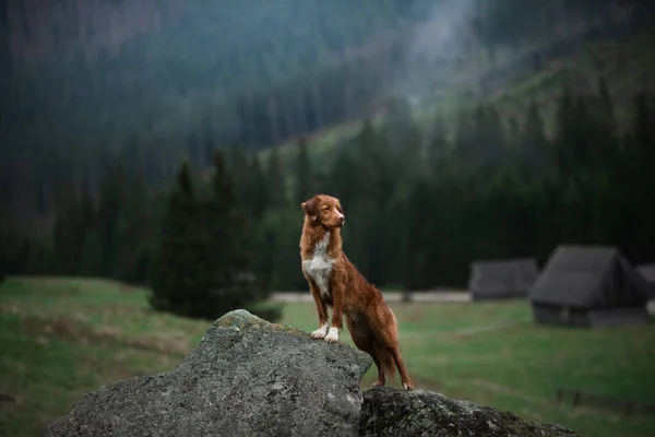 개랑 하이킹도 하고. 노 바스코 샤 덕 톨링 리트리버, 계곡의 산악 지대에서 — 스톡 사진