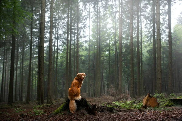 Dog in the forest. Nova Scotia Duck Tolling Retriever in nature, among the trees. — Stock Photo, Image