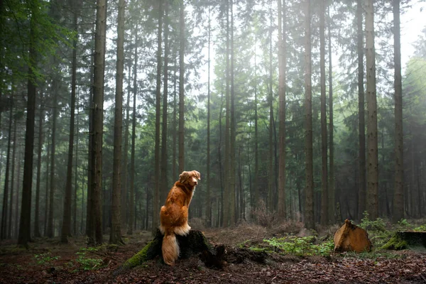 Cão na floresta. Nova Scotia Duck Tolling Retriever na natureza, entre as árvores. — Fotografia de Stock