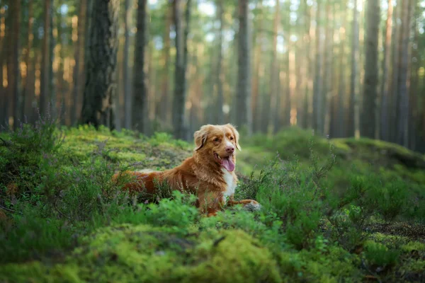 Hund im Wald. Nova Scotia Duck Tolling Retriever in der Natur, zwischen den Bäumen. — Stockfoto