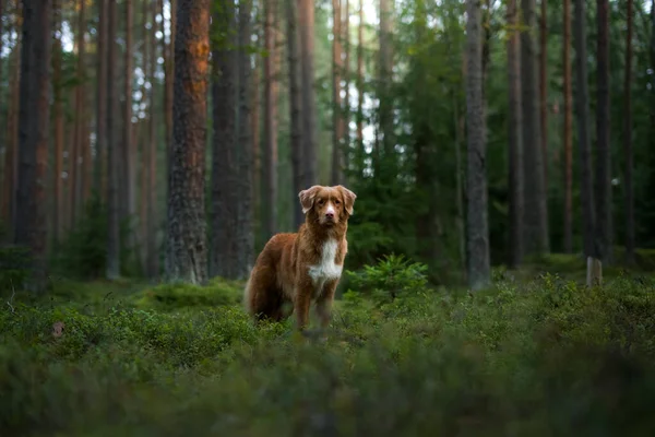 Hund i skogen. Nova Scotia Duck Tolling Retriever i naturen, bland träden. — Stockfoto