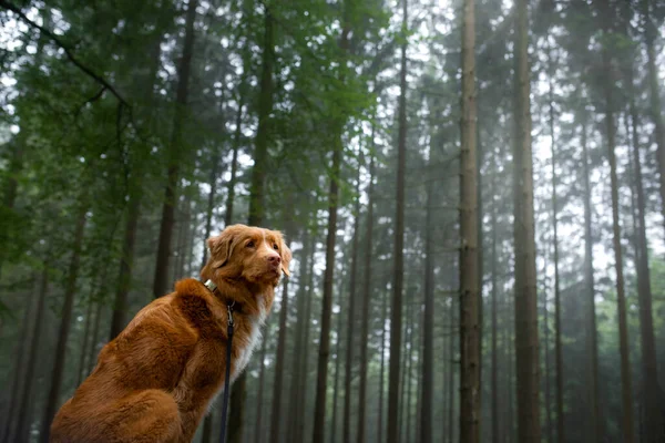 Hond in het bos. Nova Scotia Duck Tolling Retriever in de natuur, tussen de bomen. — Stockfoto