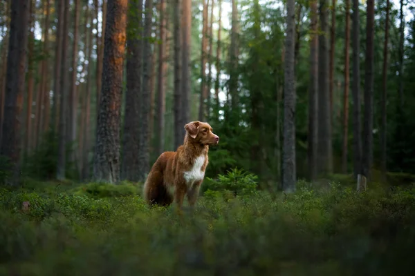 Pes v lese. Nova Scotia Duck Tolling retrívr v přírodě, mezi stromy. — Stock fotografie