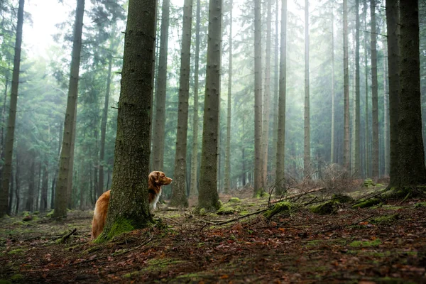 Cão na floresta. Nova Scotia Duck Tolling Retriever na natureza, entre as árvores. — Fotografia de Stock