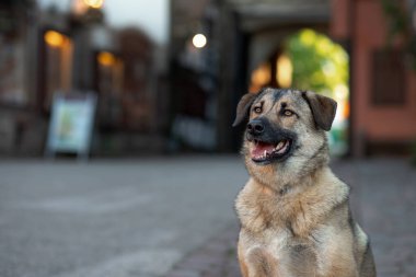 Şehirde itaatkar bir köpek var. Evcil hayvan. Avrupa şehri.