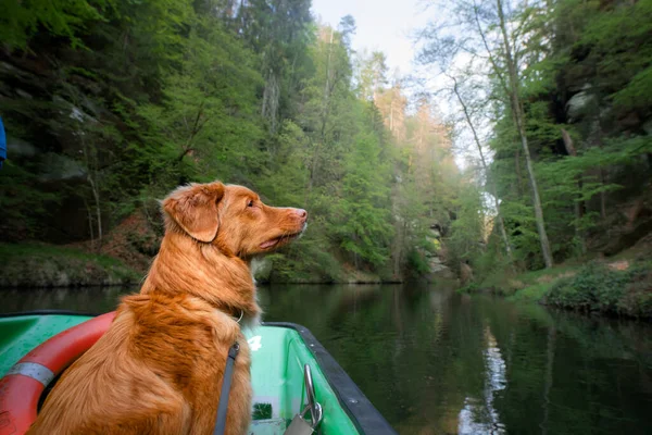 Hund im Boot. Reisen, Abenteuer mit einem Haustier. Nova Scotia Duck Tolling Retriever draußen — Stockfoto