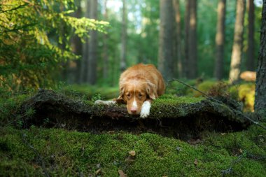 Ormandaki köpek. Nova Scotia Duck Tolling Retriever doğada, ağaçların arasında. 