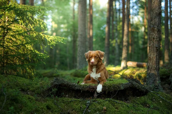Hund im Wald. Nova Scotia Duck Tolling Retriever in der Natur, zwischen den Bäumen. — Stockfoto