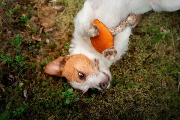 Söt ovanifrån. Rolig jack russell terrier i skogen — Stockfoto