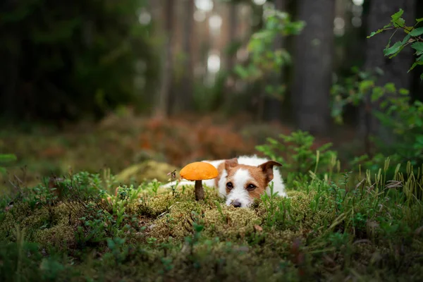 Mignon chien vue de dessus. Funny jack russell terrier dans la forêt — Photo