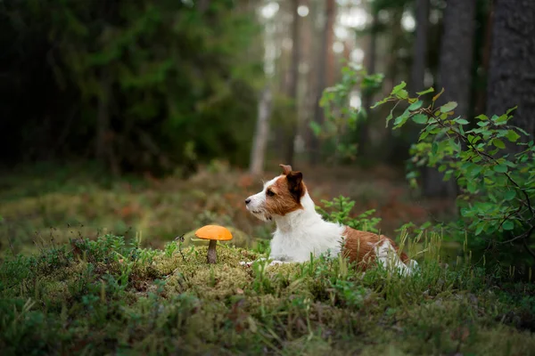 Cute dog top view. Funny jack russell terrier in the forest