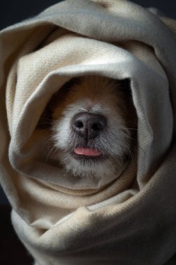 Dokuları olan köpek burnu. Hayvan saklandı. Sıcak bez.