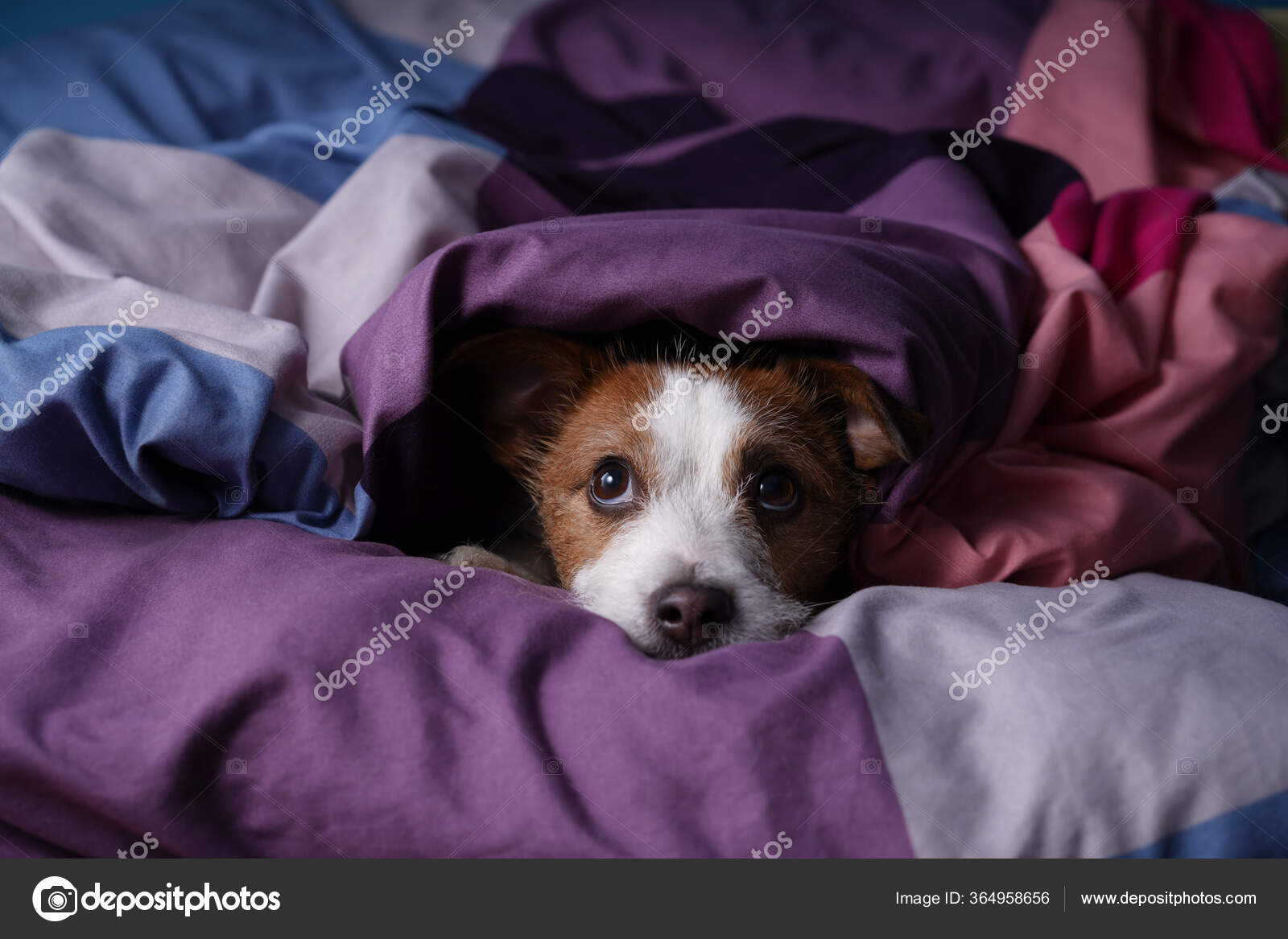 Why Do Jack Russells Sleep Under The Covers