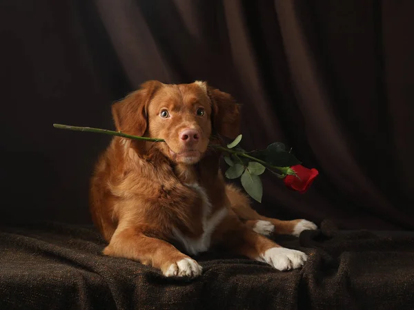 Câinele Ține Trandafir Dinți Nova Scotia Duck Tolling Retriever Toller — Fotografie, imagine de stoc