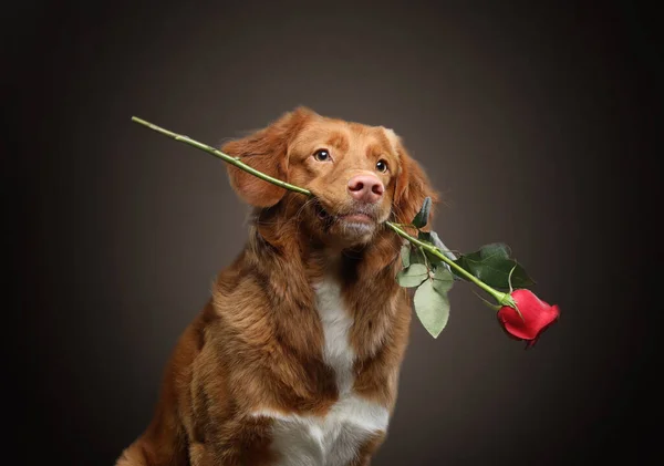 Cão Tem Uma Rosa Nos Dentes Nova Escócia Duck Tolling — Fotografia de Stock