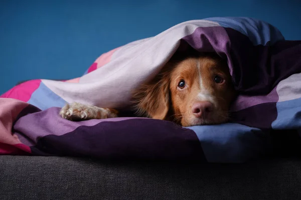 Renkli Çarşafların Üzerinde Yatakta Bir Köpek Hayvan Dinleniyor Dinleniyor Nova — Stok fotoğraf