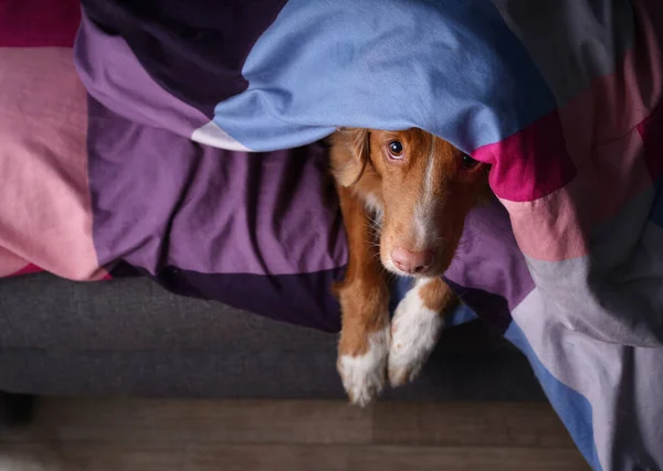 Pes Posteli Barevném Prádle Domácí Mazlíček Odpočívá Odpočívá Nova Scotia — Stock fotografie
