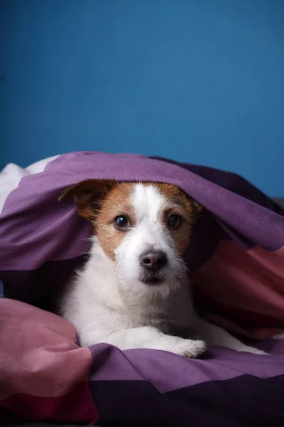 Cão Cama Lençóis Coloridos Animal Estimação Está Relaxando Descansando Jack — Fotografia de Stock