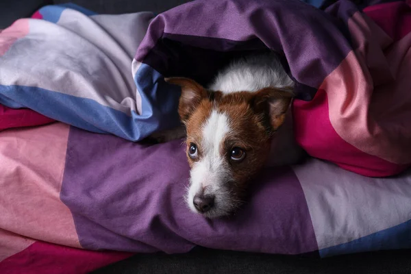 Dog in bed on colored linens. The pet is relaxing, resting. Jack russell terrier lies on a blanket