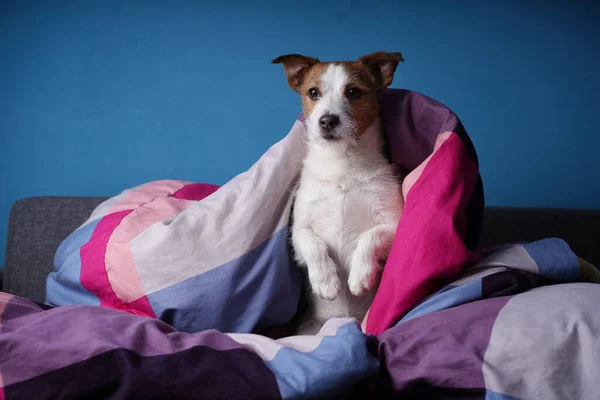 Hund Bett Auf Farbiger Bettwäsche Das Haustier Ist Entspannend Erholsam — Stockfoto