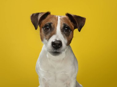  Jack Russell Terrier sarı arka planda. Mutlu ve çekici bir köpek. Stüdyoda evcil hayvan.