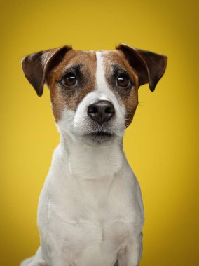  Jack Russell Terrier sarı arka planda. Mutlu ve çekici bir köpek. Stüdyoda evcil hayvan.