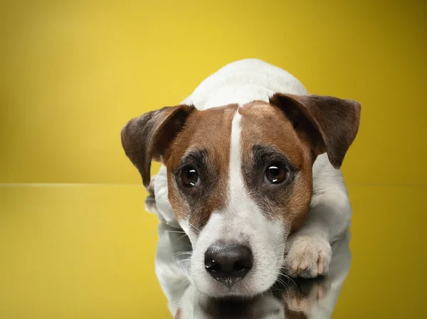 Jack Russell Terrier Gul Bakgrund Glad Och Charmig Hund Sällskapsdjur — Stockfoto